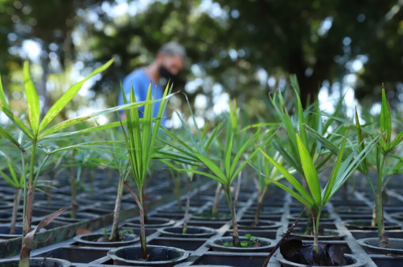 Companhia foi premiada pelo "Projeto Recuperação Produtiva da Juçara",  que busca garantir a preservação de palmeira ameaçada de extinção
